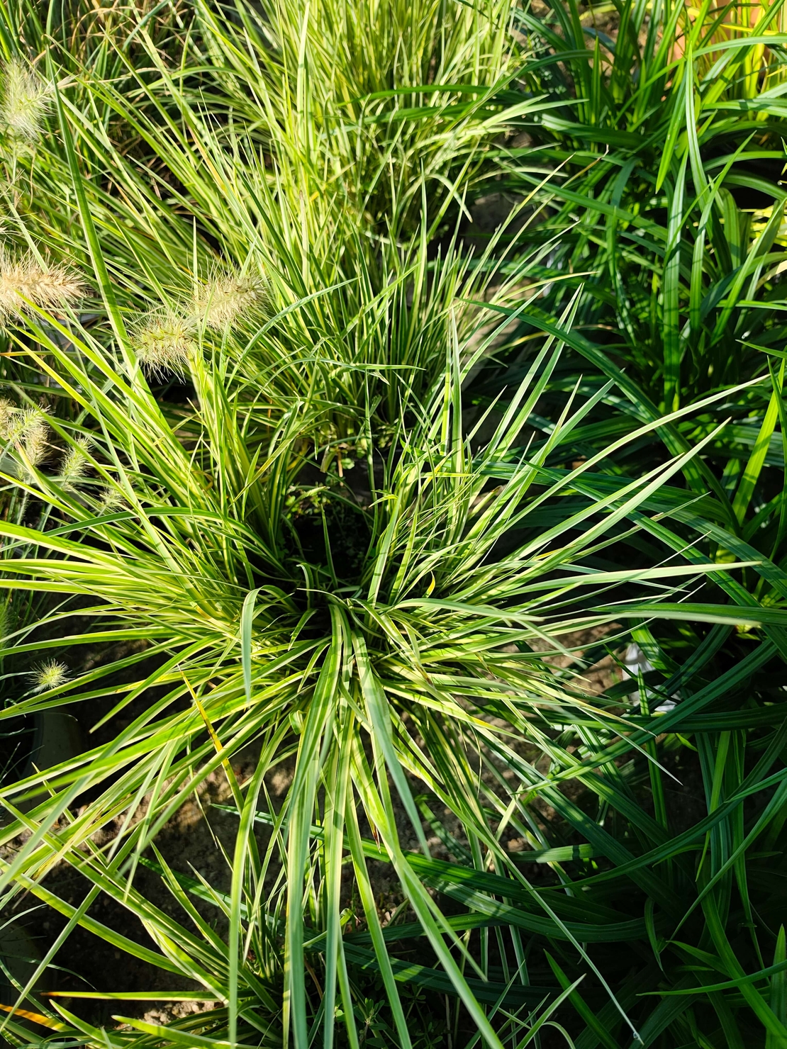Acorus gramineus ‘Argenteostriatus’
