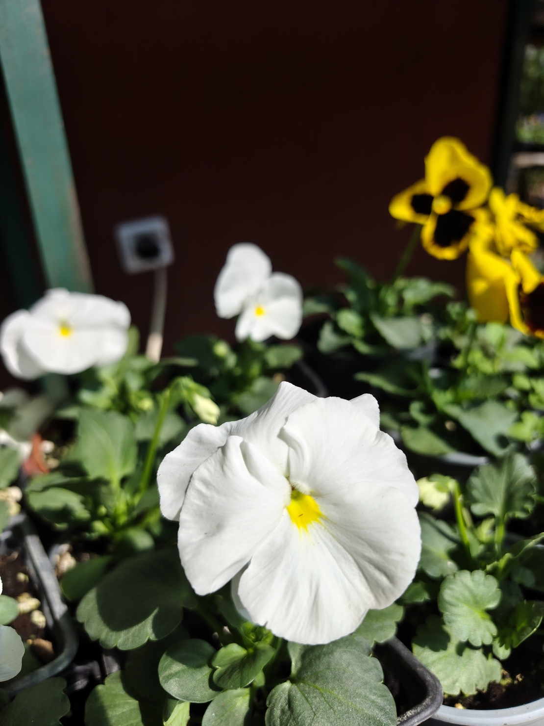 Viola × wittrockiana (Градинска теменужка)