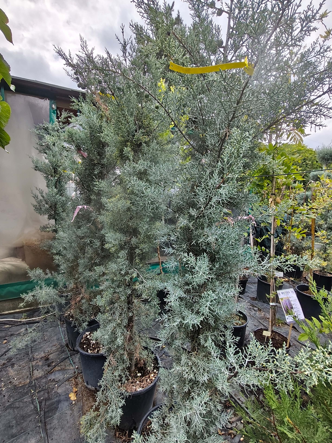 Cupressus arizonica (Аризонски кипарис)