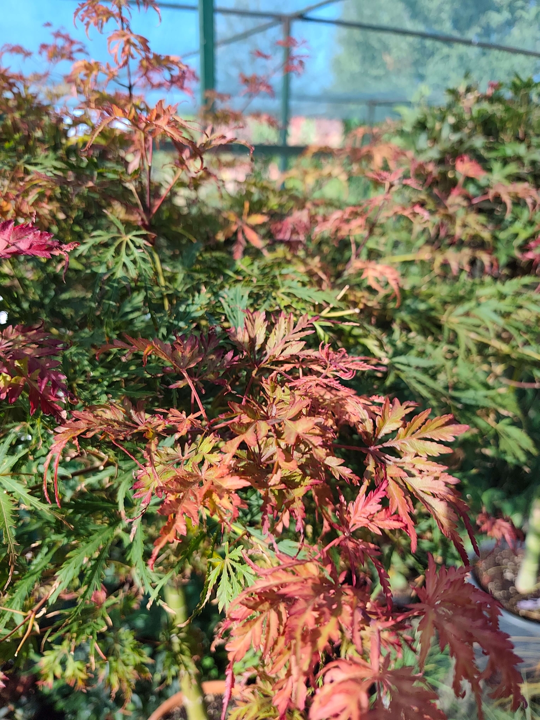 Acer palmatum ‘Heartbeat Red’