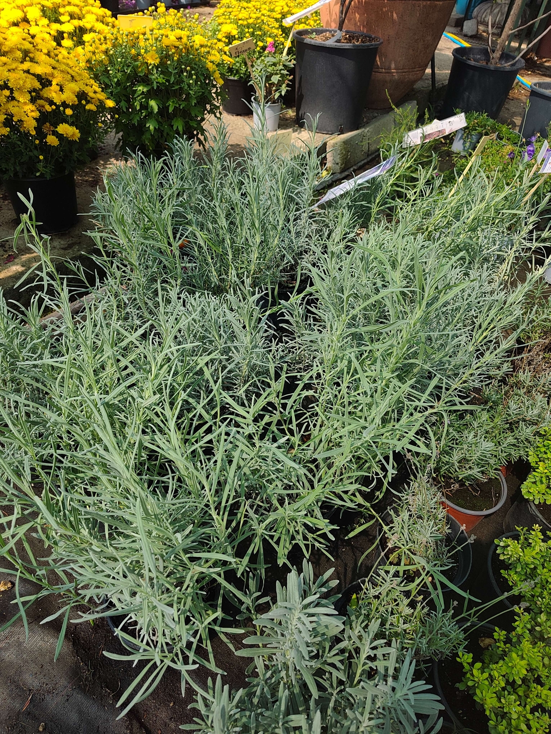Lavandula ( лилава )