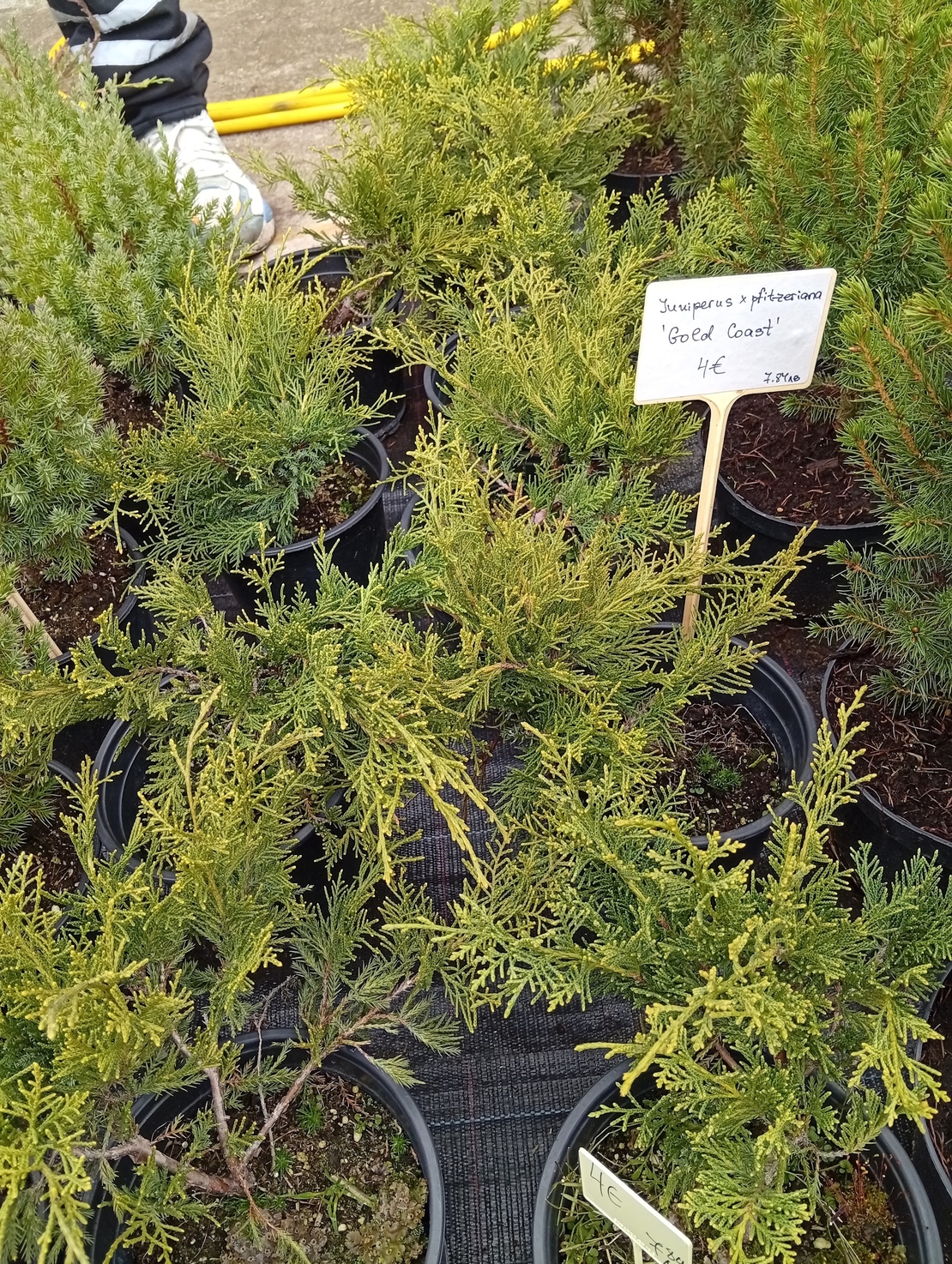 Juniperus x pfitzeriana Gold Coast