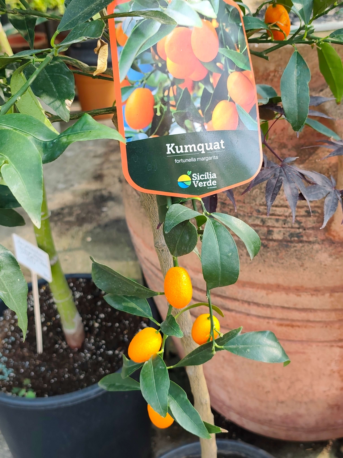 Citrus japonica (Кумкуат)