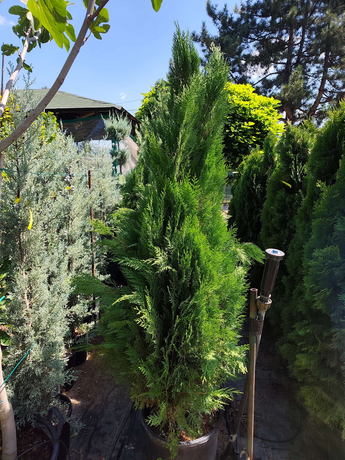 Thuja orientalis 'Pyramidalis' (Източна туя 'Pyramidalis')