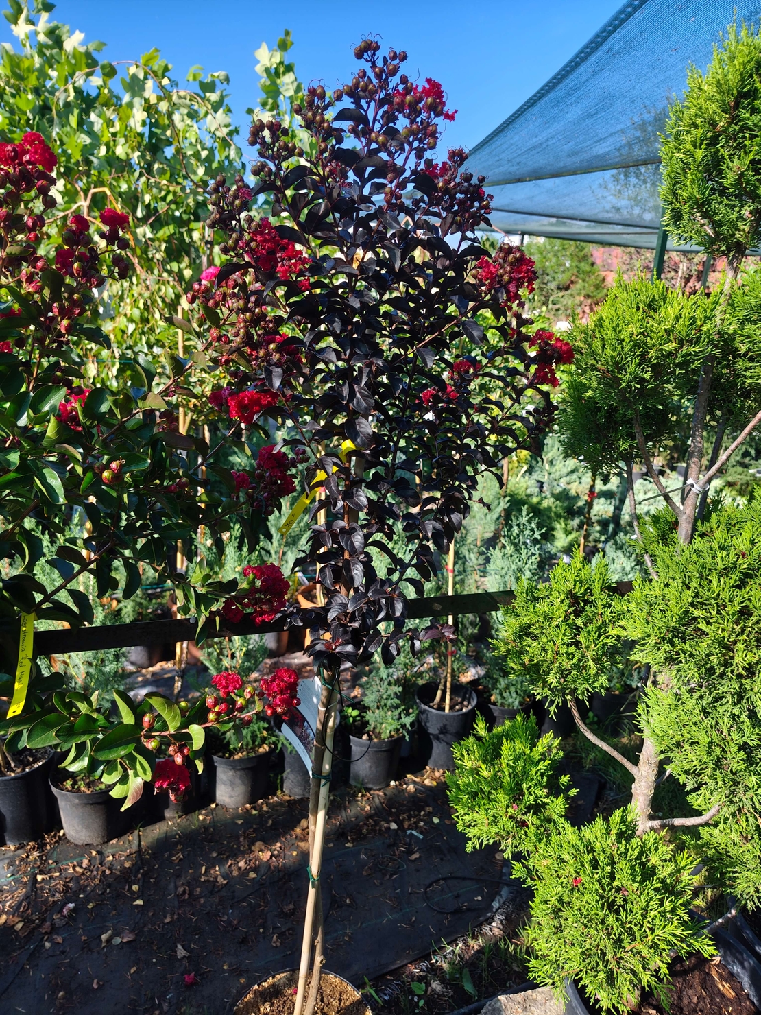 Lagerstroemia indica ‘Double Dynamite’ – на присадка