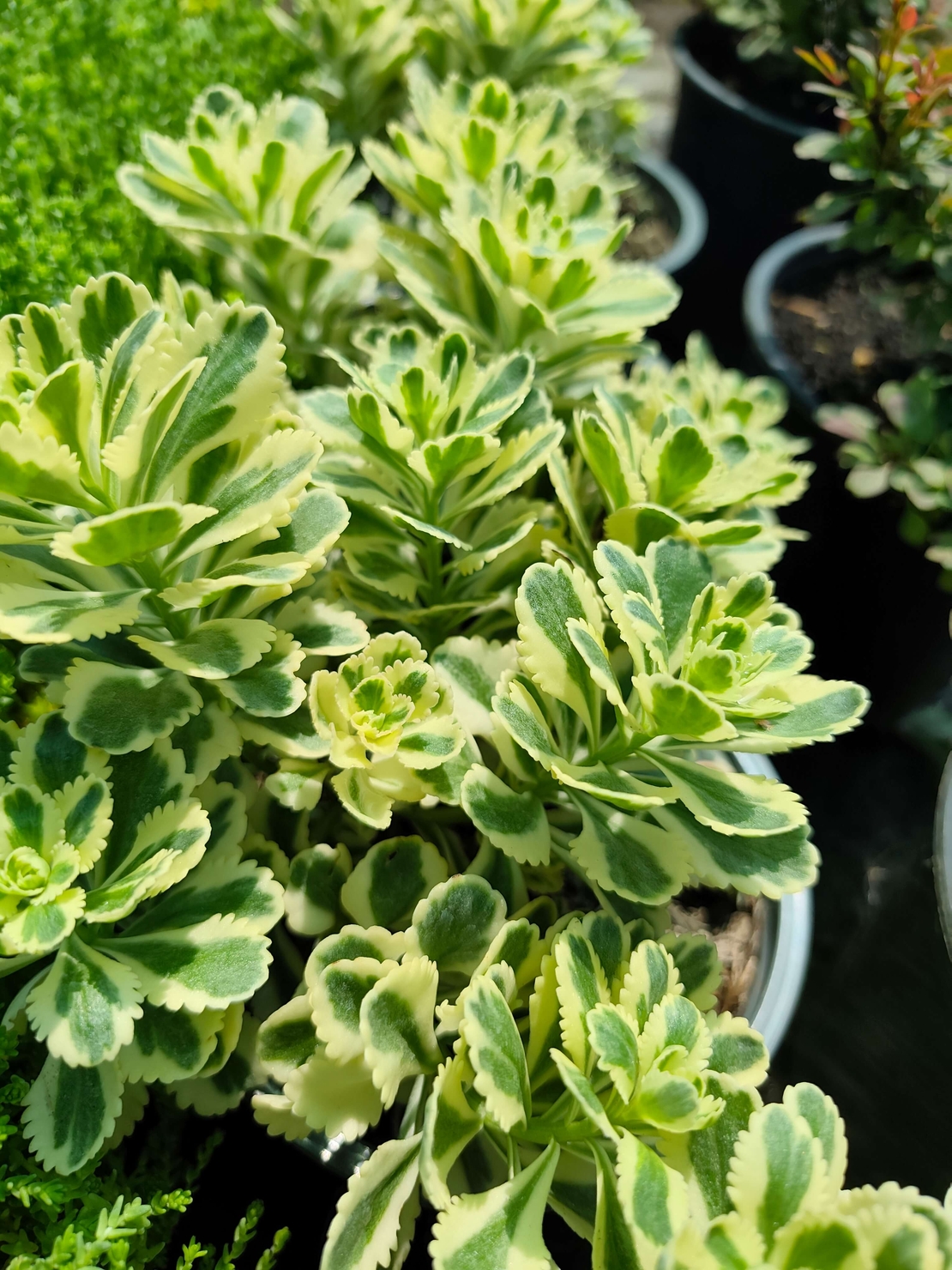 Sedum takesimense 'Atlantis'
