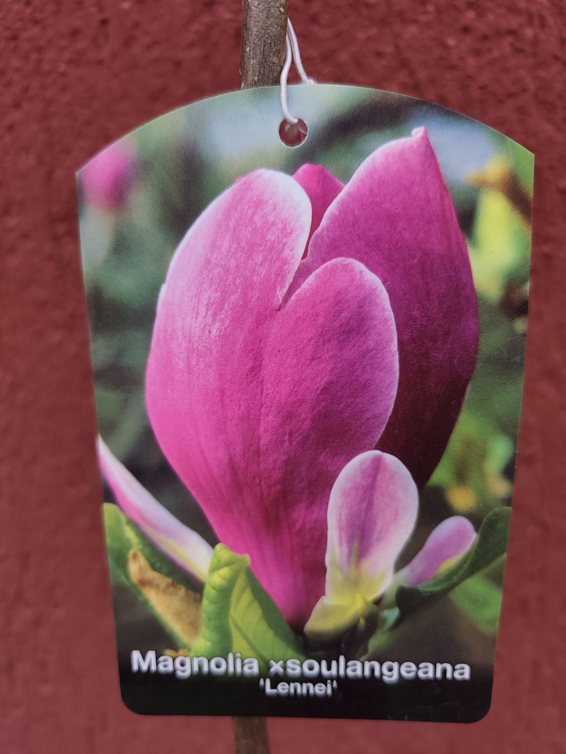 Magnolia soulangeana Lennei