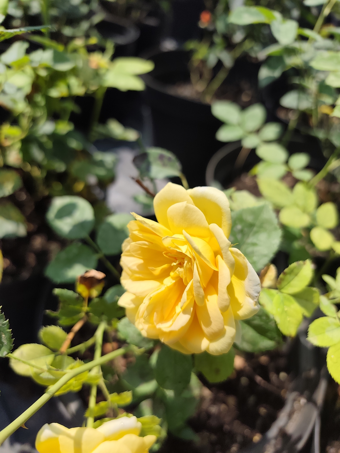 Rosa (Храстовидна роза) МИКС