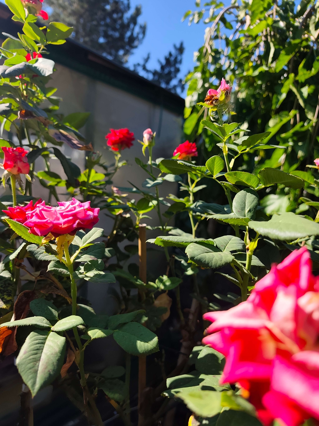 Rosa spp. – щамбова роза (Роза на присадка)