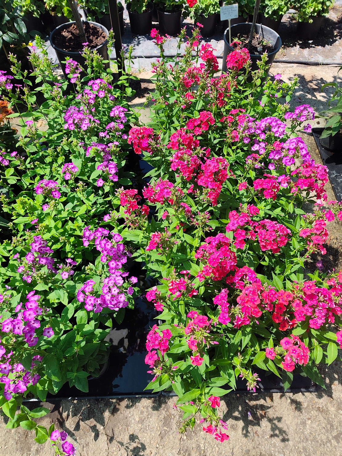 Phlox paniculata (Градински флокс)