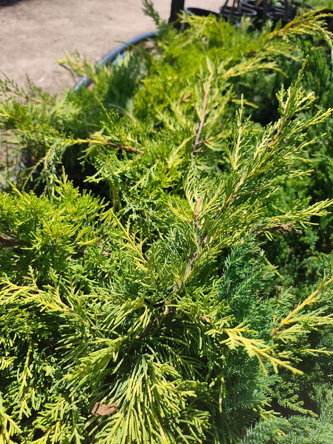 Juniperus horizontalis 'Lime Glow'
