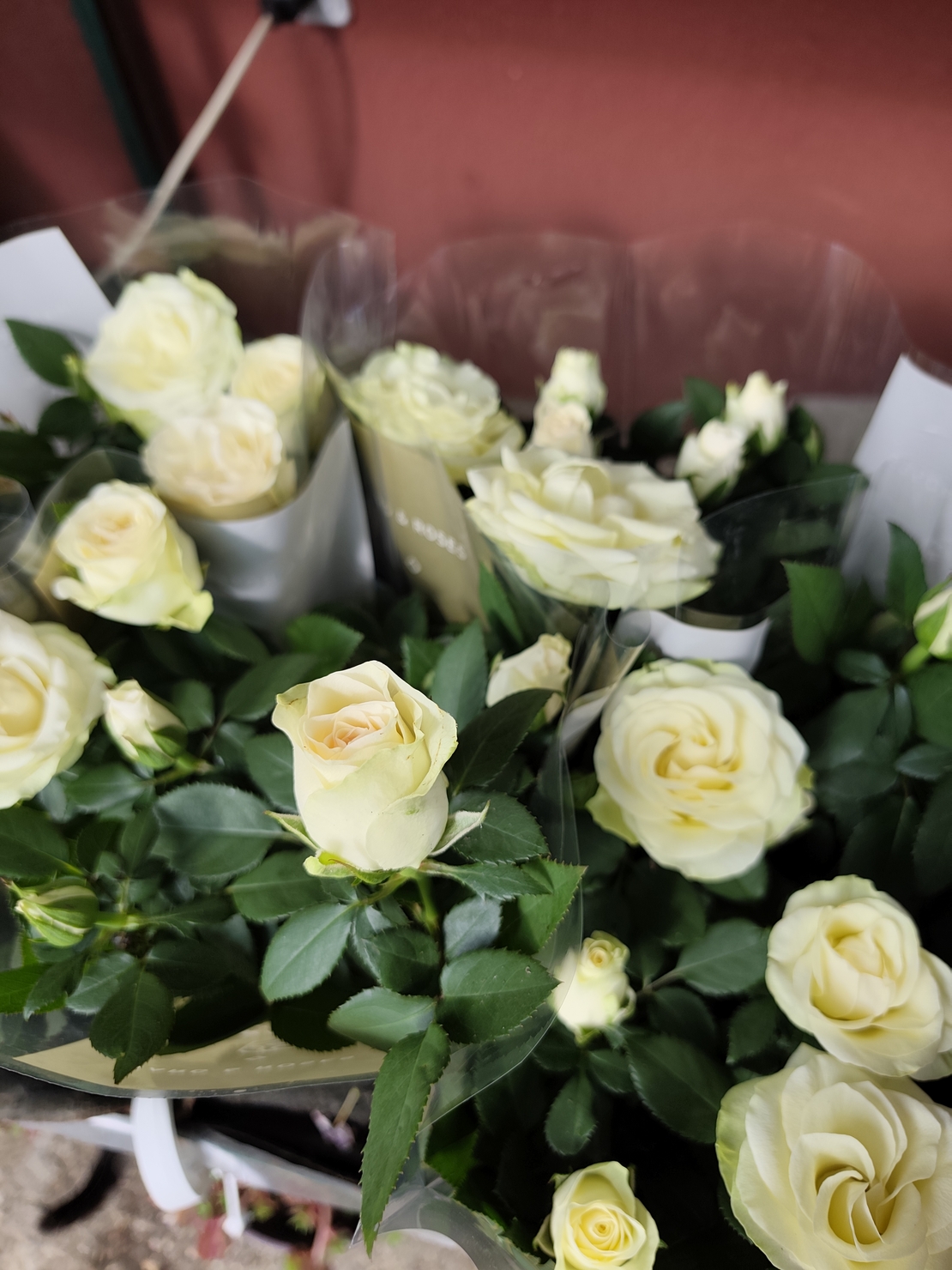 Rosa Mini (Мини стайна роза)