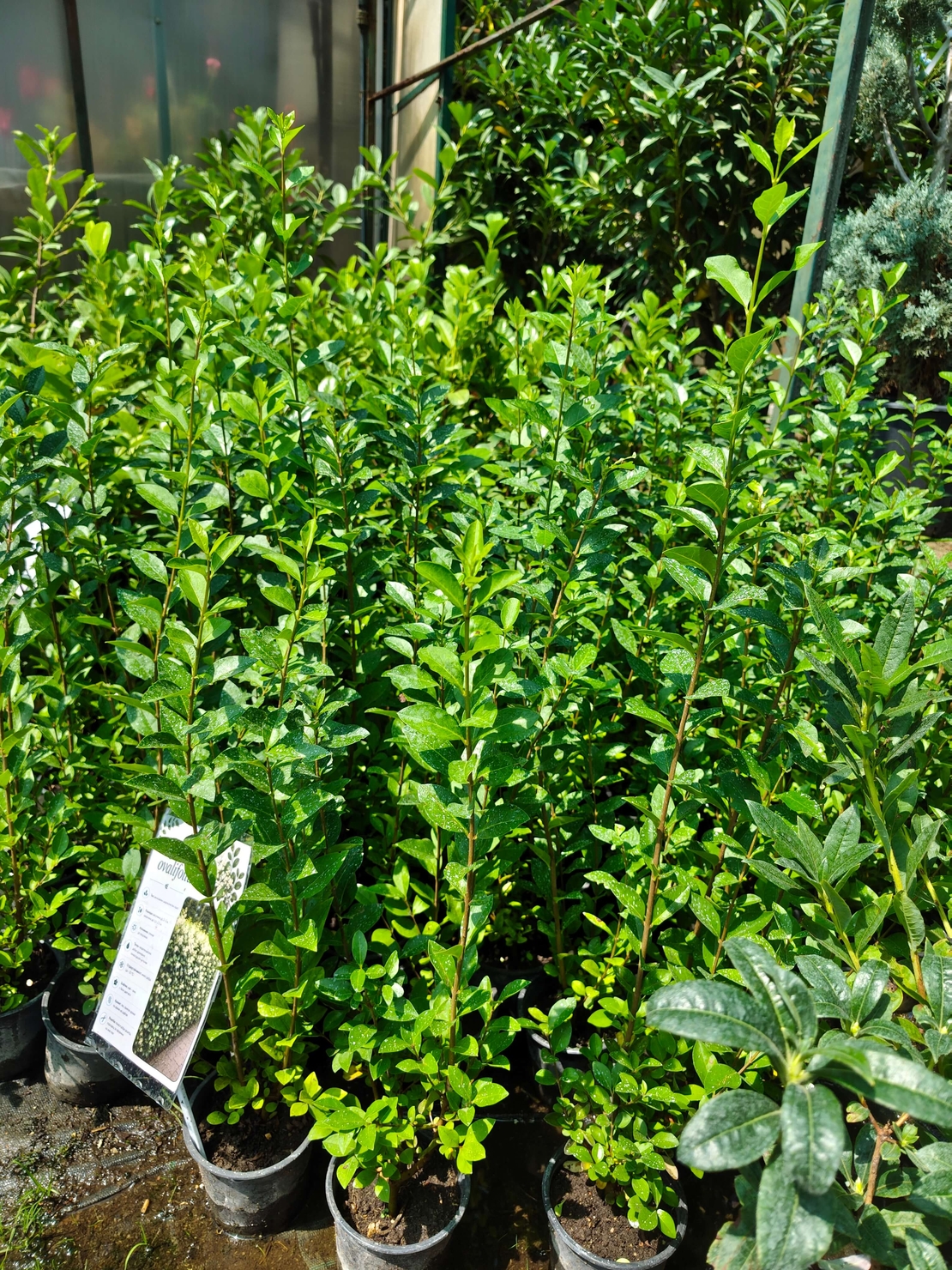 Ligustrum ovalifolium