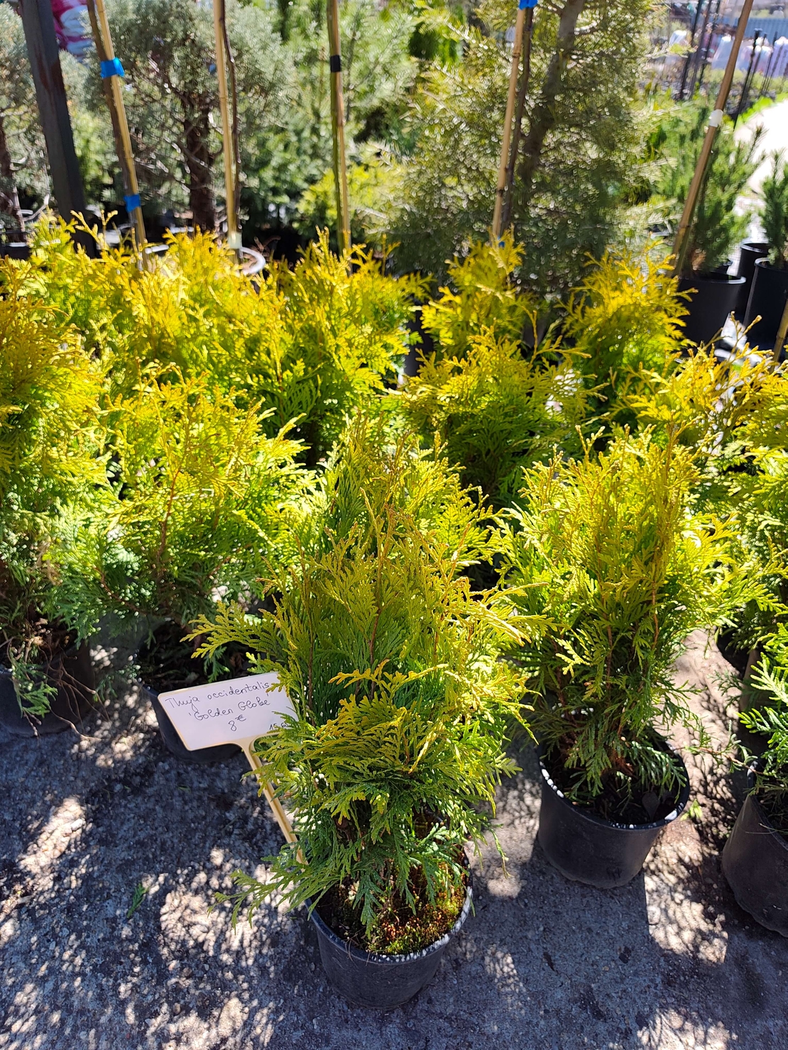 Thuja occ. Golden Globe