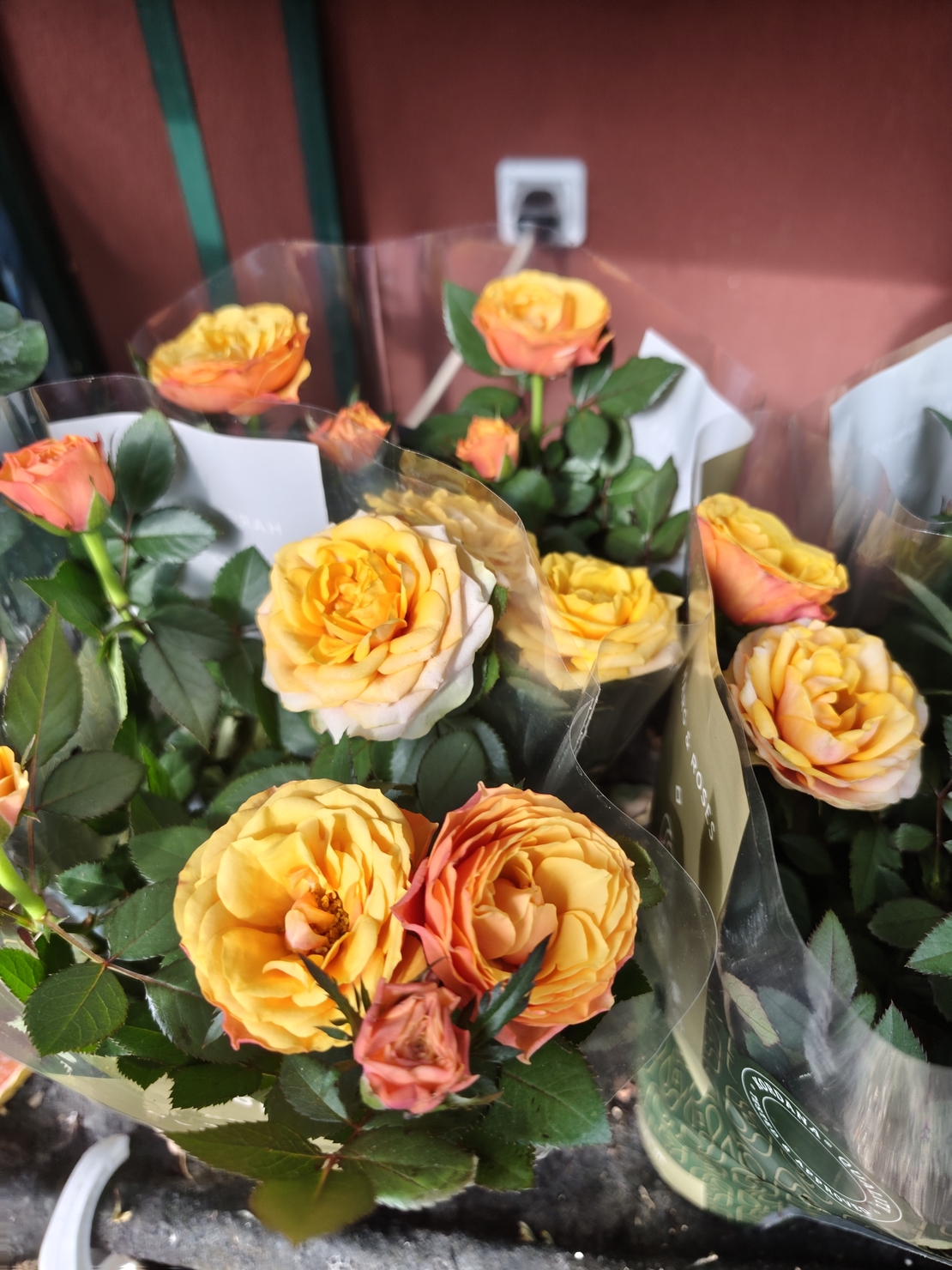 Rosa Mini (Мини стайна роза)