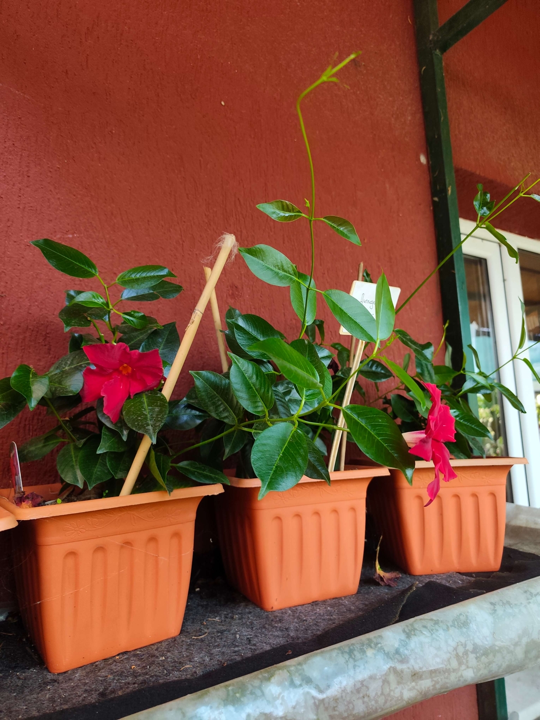 Dipladenia (Дипладения)
