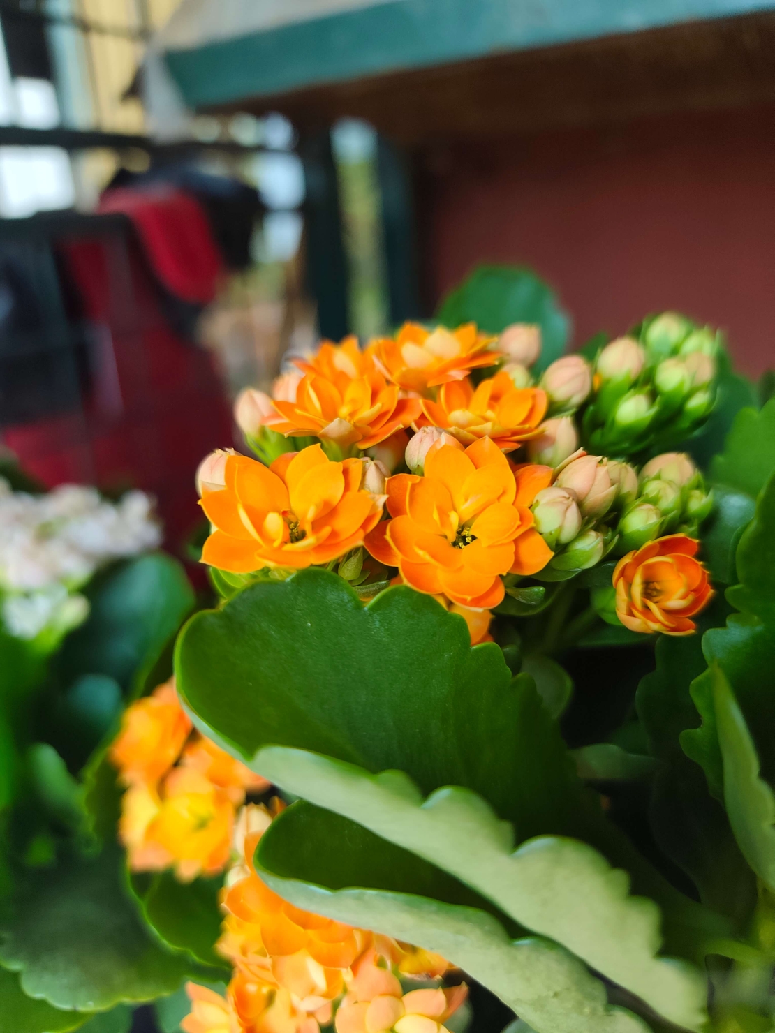 Kalanchoe blossfeldiana (Каланхое)