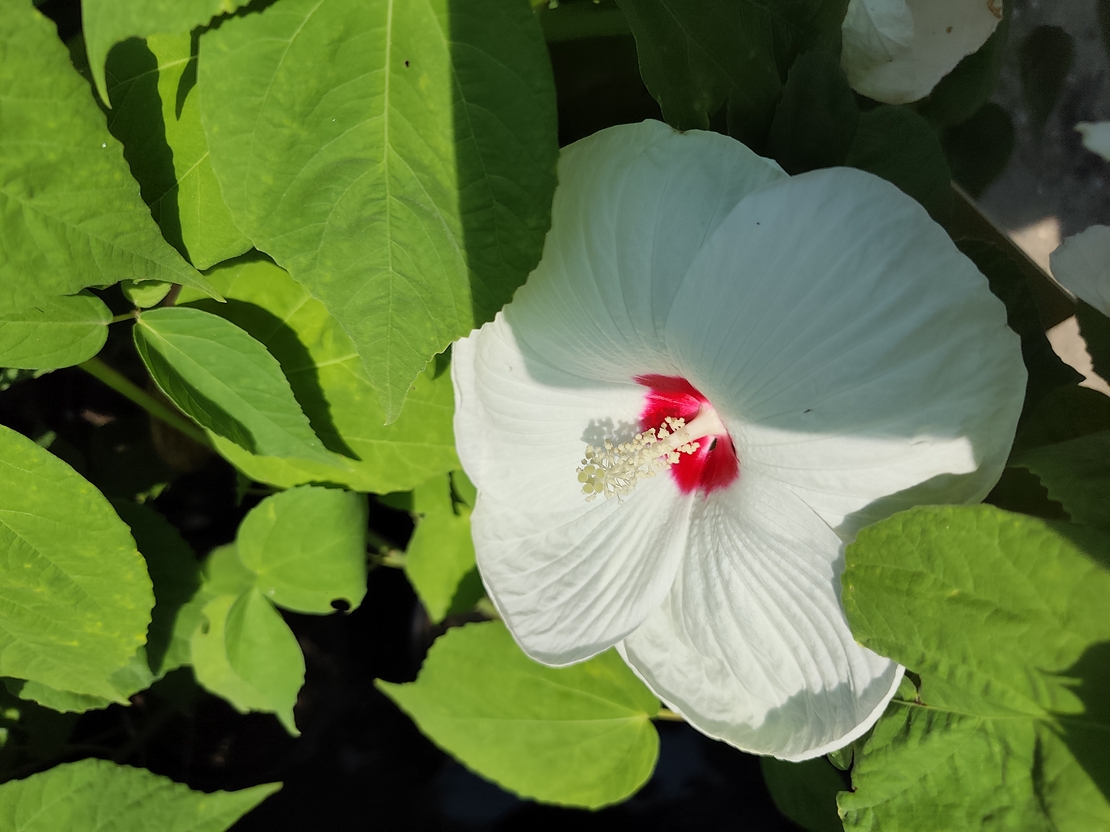 Hibiscus moscheutos 'Luna'