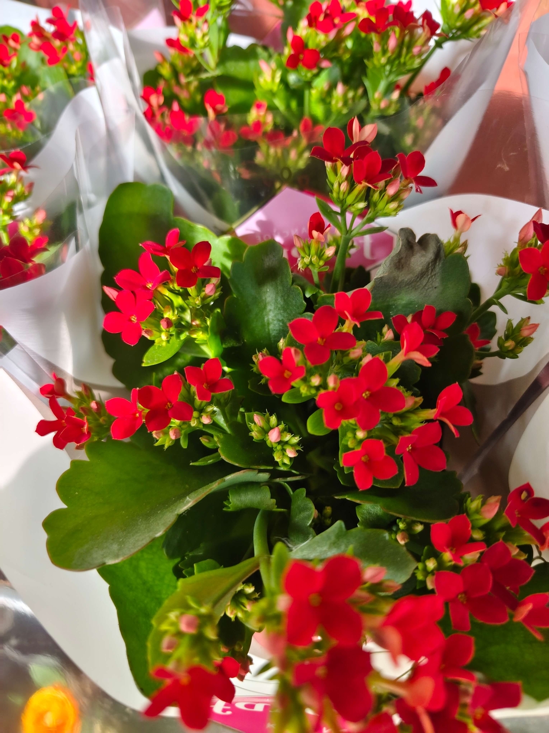 Kalanchoe blossfeldiana (Каланхое)