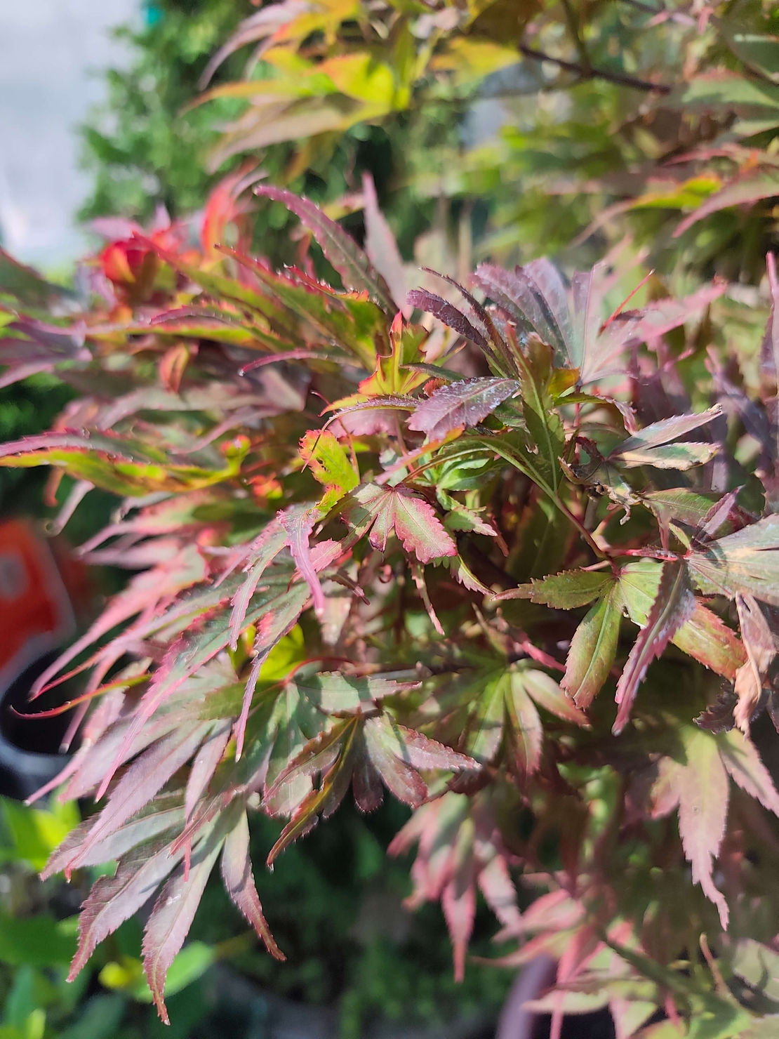 Acer palmatum 'Shaina'