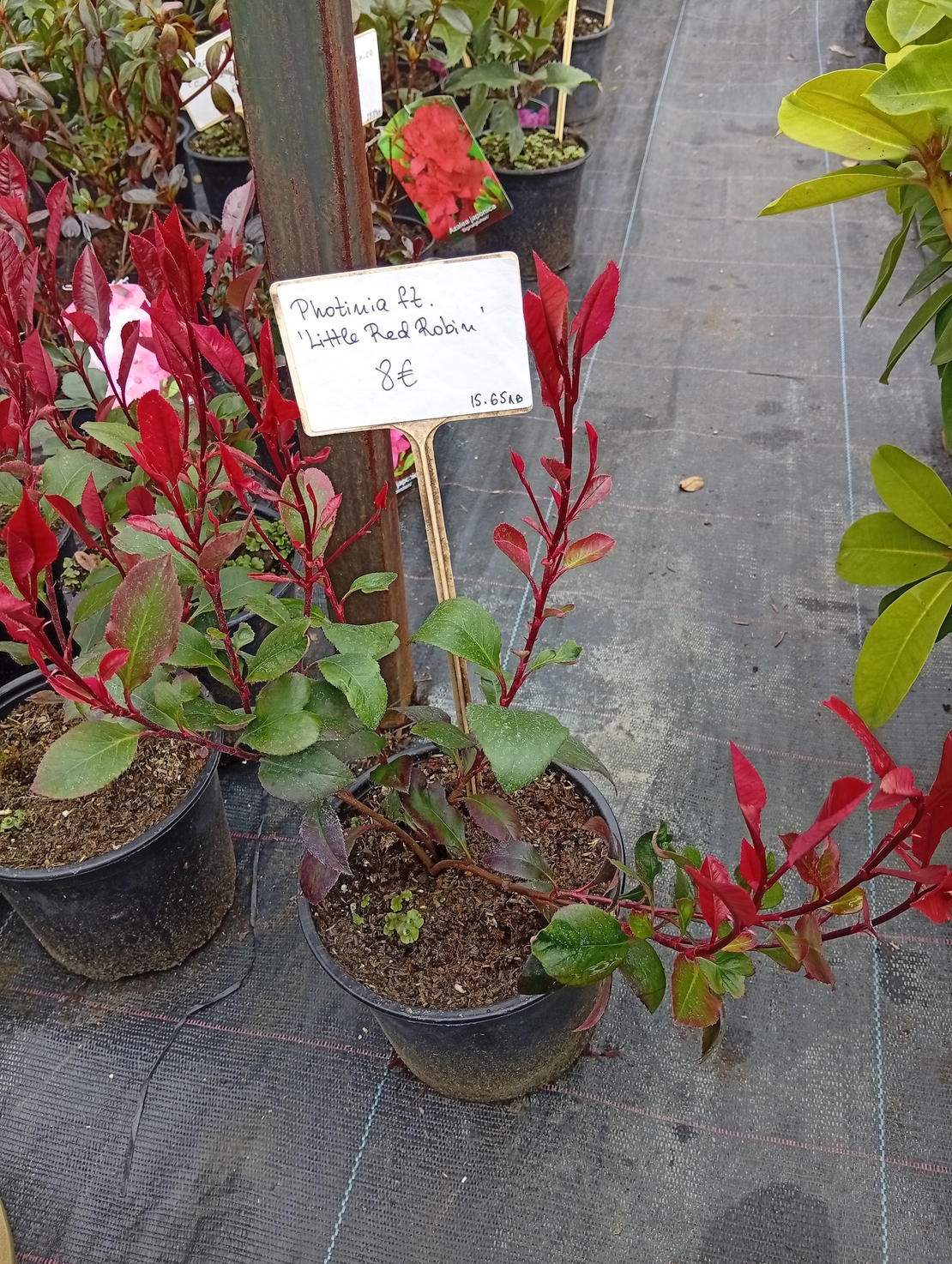 Photinia fraseri little Red Robin