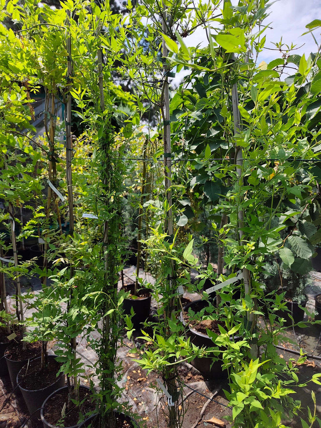 Jasminum × stephanense (Жасмин)