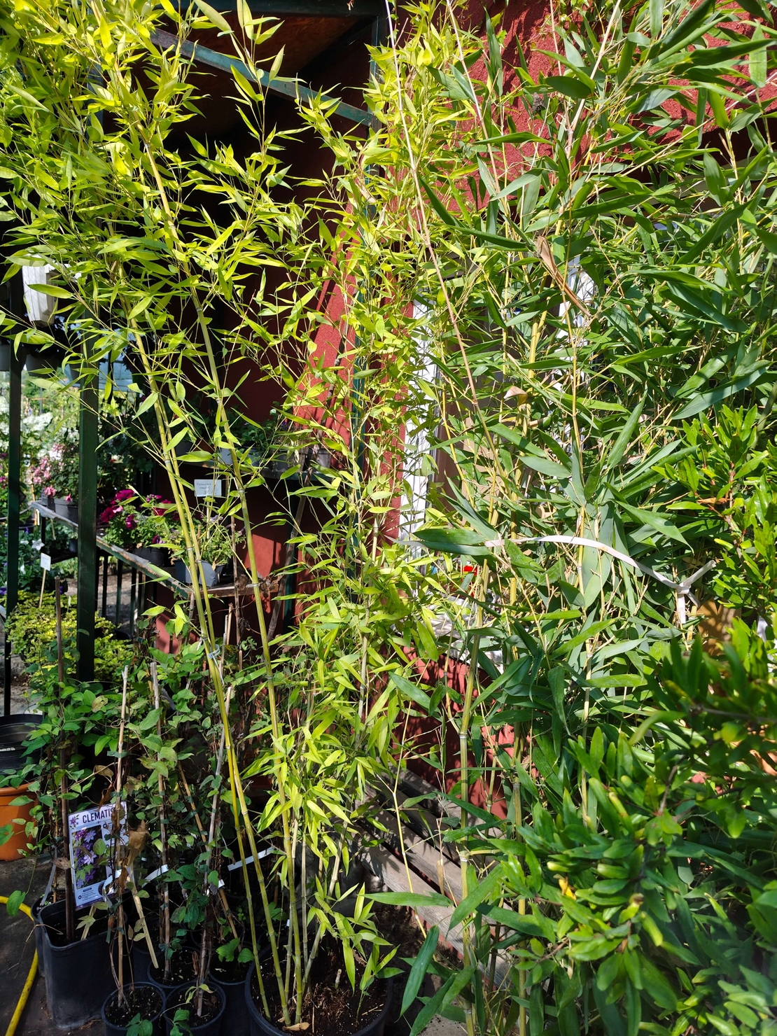 Phyllostachys bissetii (Бамбук)