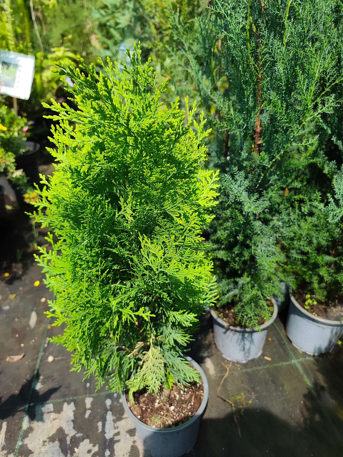 Thuja orientalis 'Aurea Nana'