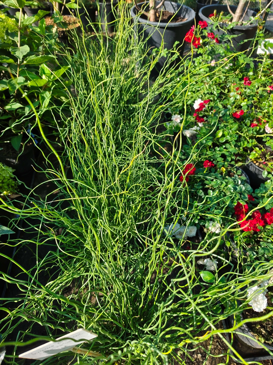 Juncus effusus ‘Spiralis’ (Спираловидна дзука)