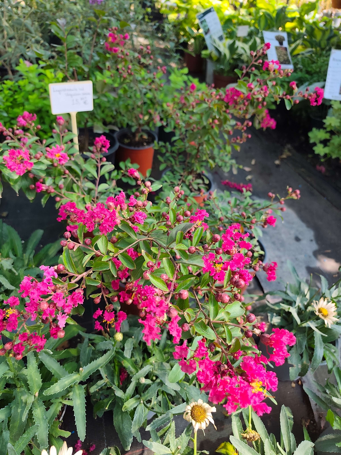 Lagerstroemia indica (Индийски люляк)