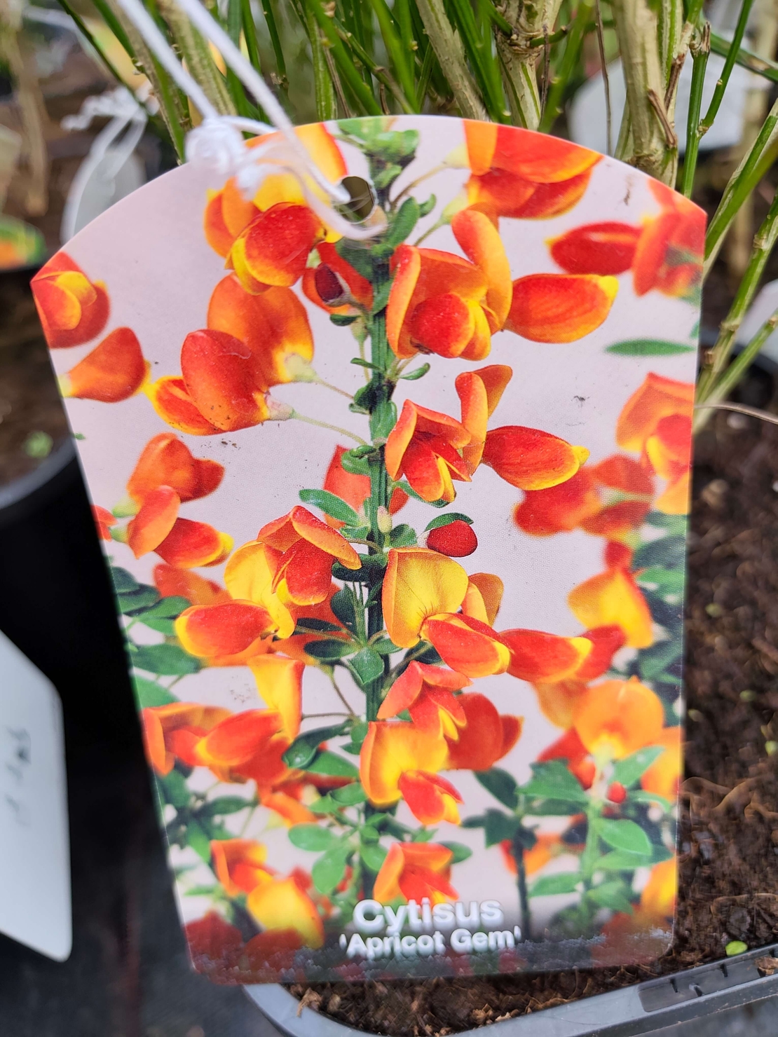 Cytisus Apricot Gem