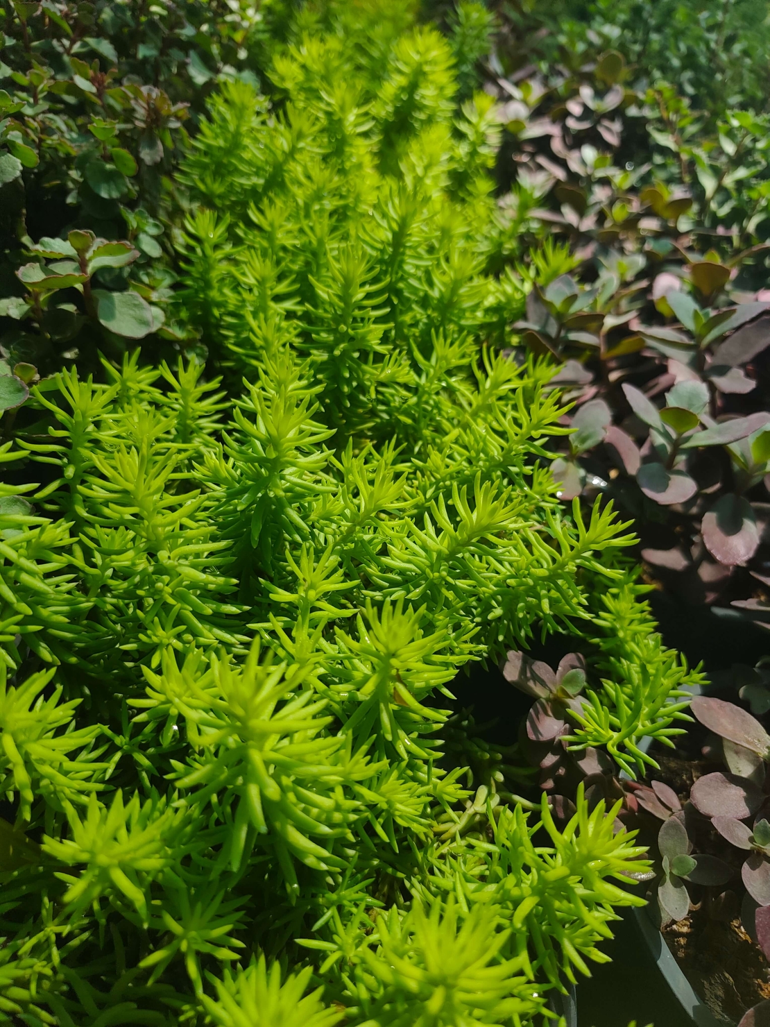 Sedum rupestre 'Angelina'