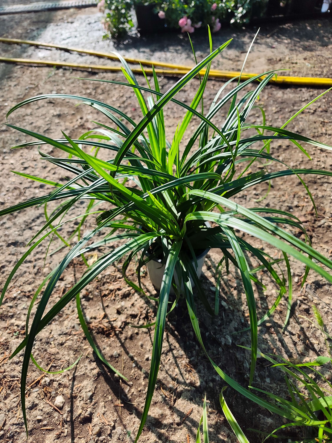 Carex ‘Irish Green’