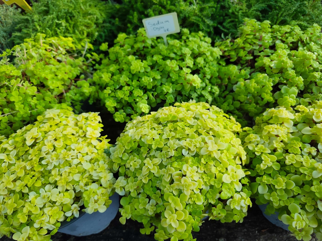 Sedum makinoi 'Ogon'