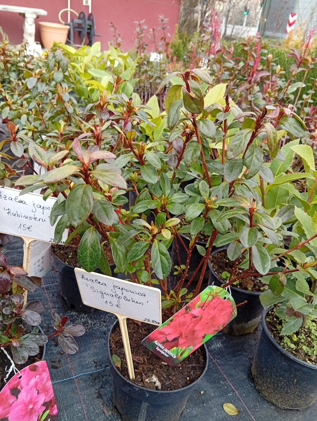 Azalea Japonica Signalgluten