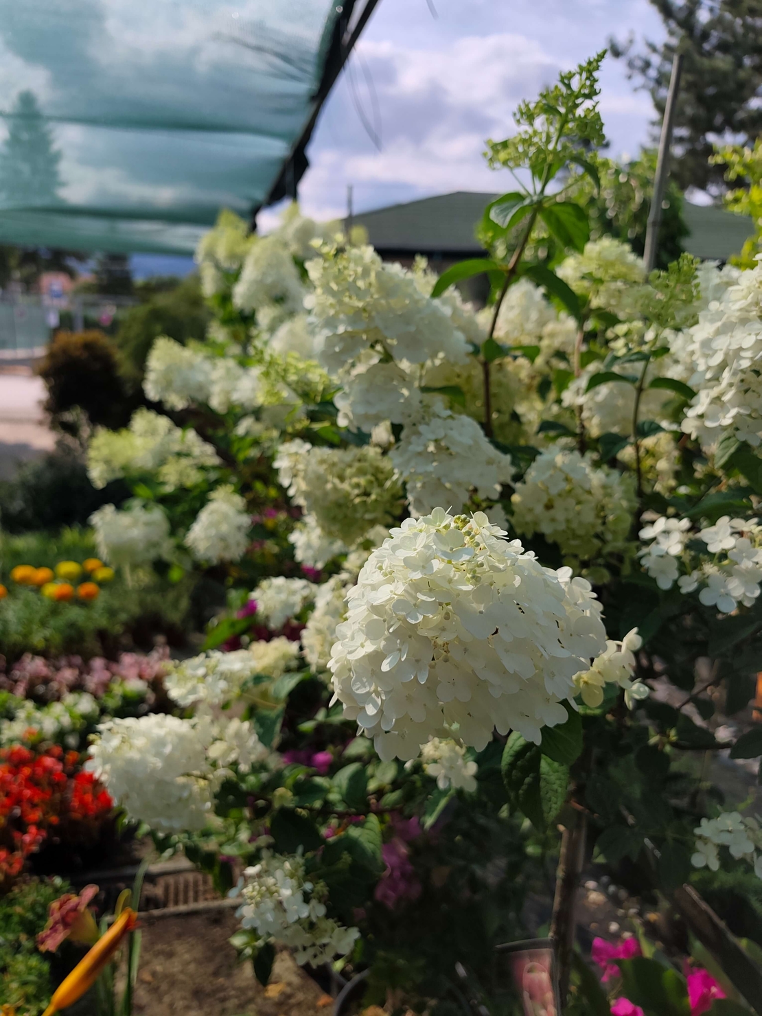 Hydrangea paniculata 'Vanille Fraise'