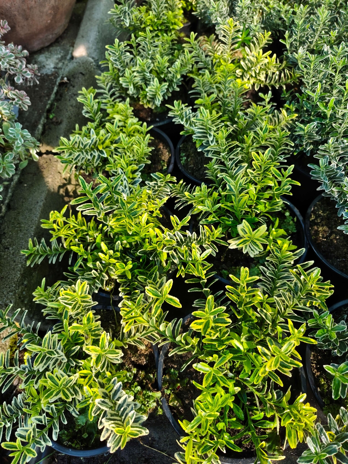 Euonymus japonicus ‘Microphyllus Aureovariegatus’ (Дребнолистен японски чашкодрян)
