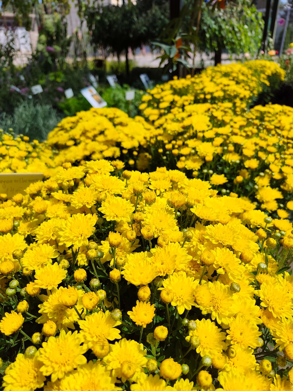 Chrysanthemum × morifolium (Градинска хризантема)