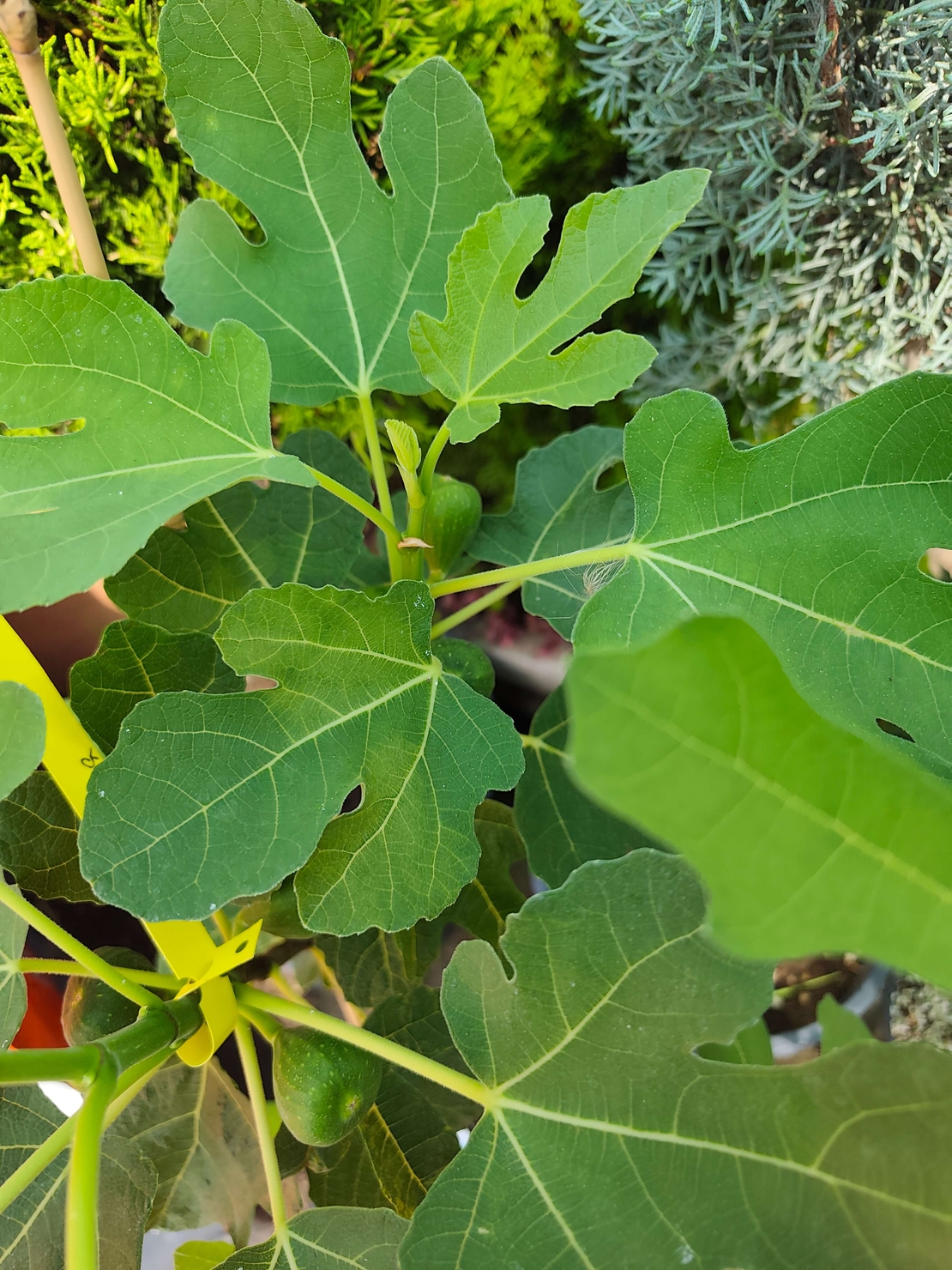 Ficus carica (Смокиня)
