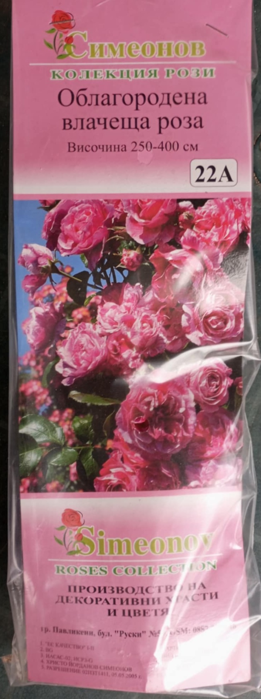 Увивна роза на гол корен