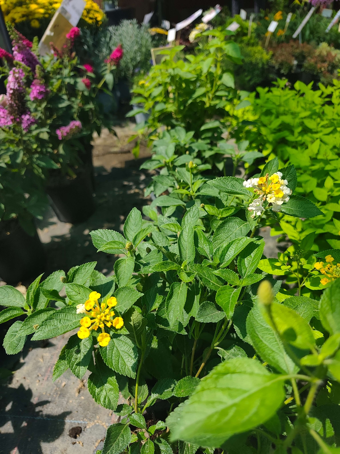 Lantana camara (Лантана)