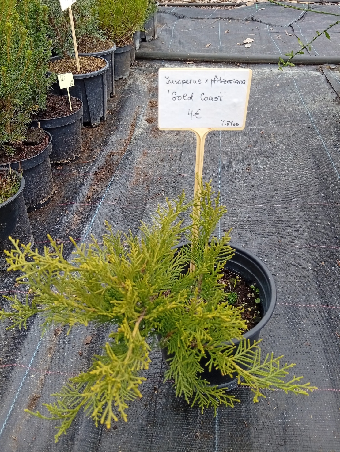 Juniperus x pfitzeriana Gold Coast