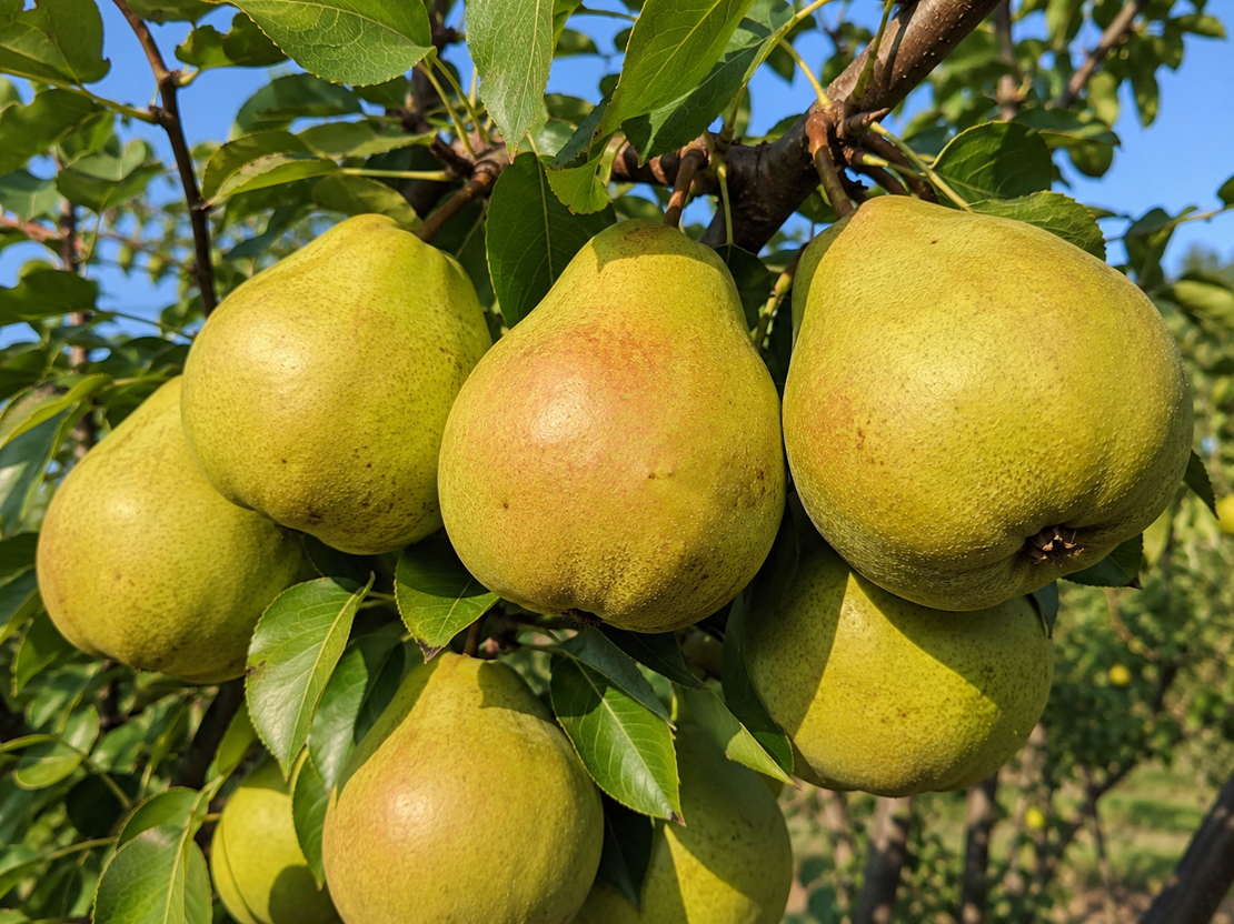 Pyrus communis 'Passe Crassane' (Круша 'Пас Красан')