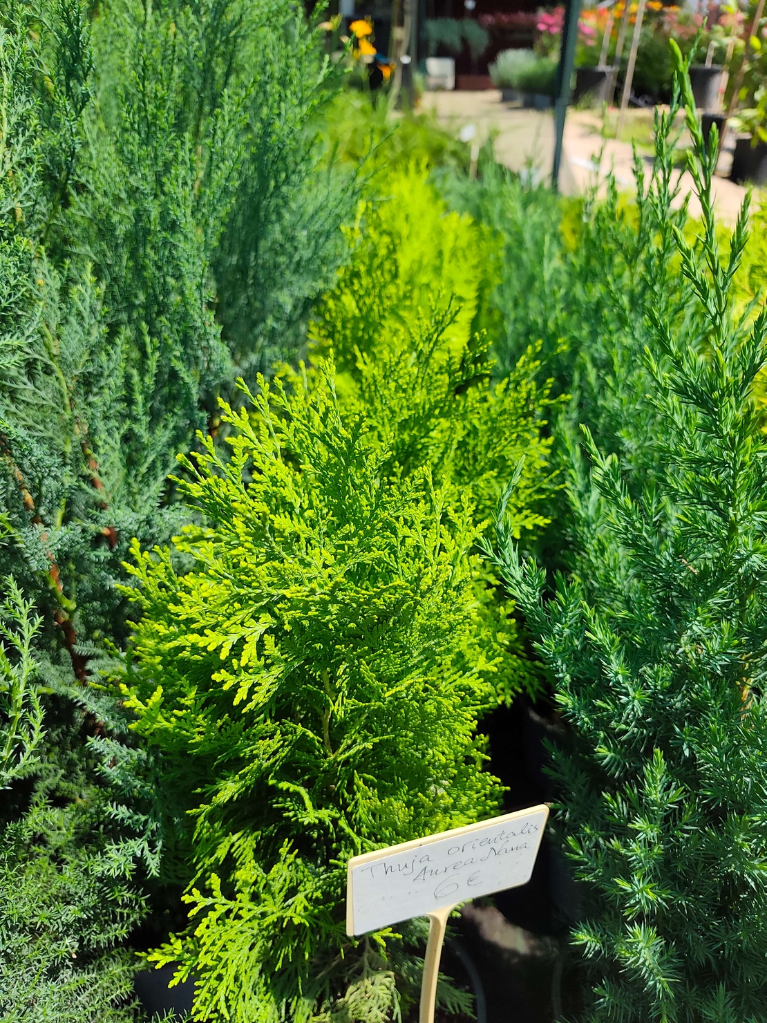 Thuja orientalis 'Aurea Nana'