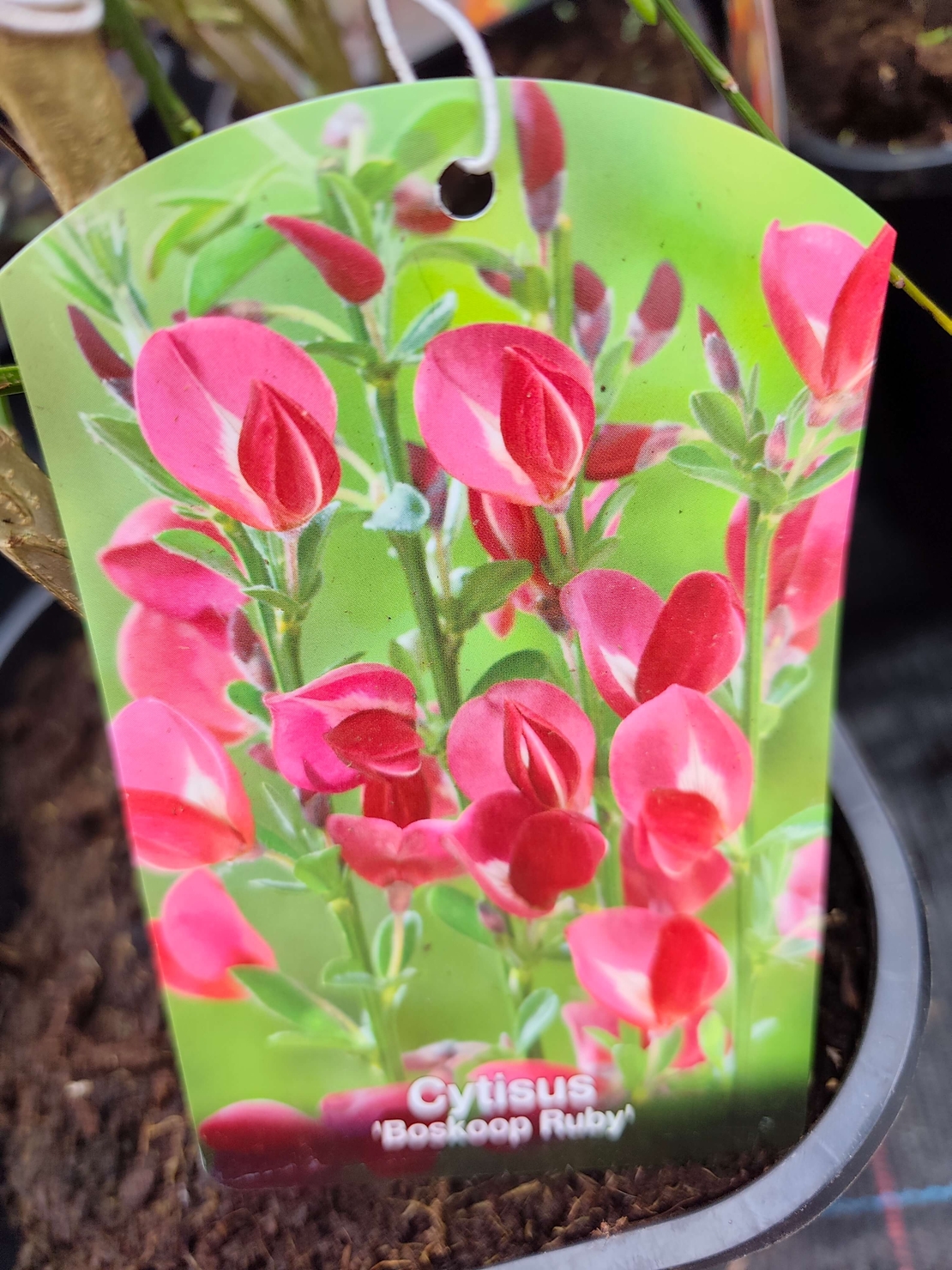 Cytisus Boskoop Ruby