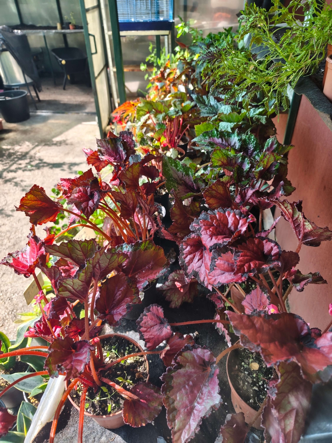 Begonia rex (Бегония рекс)
