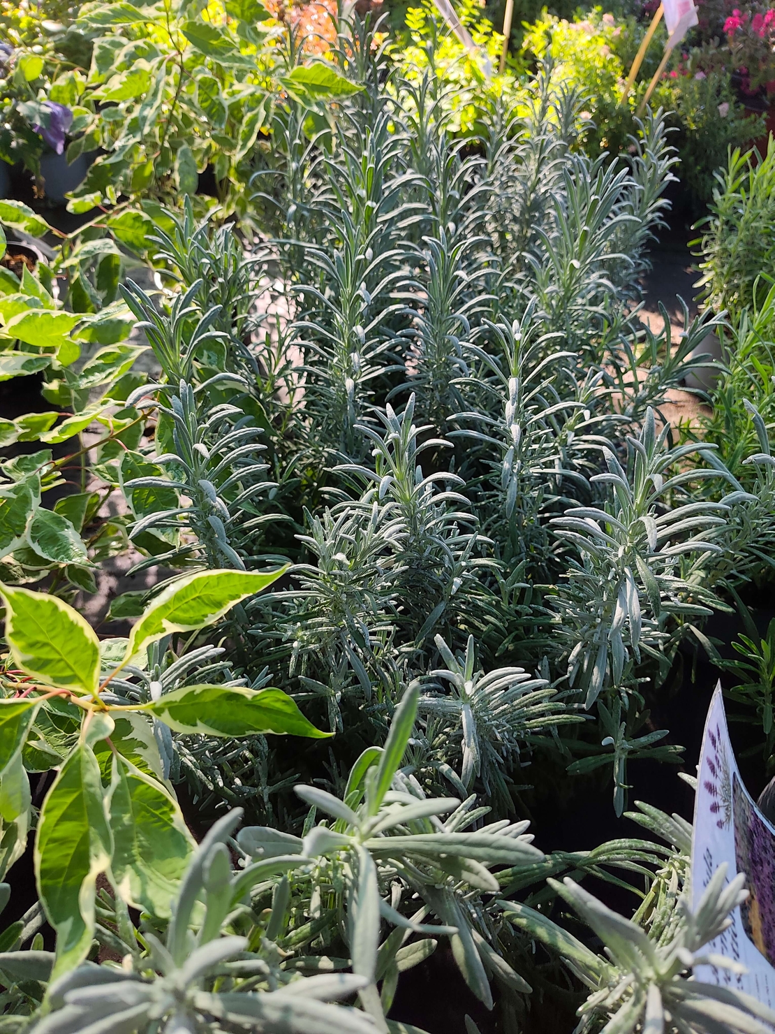 Lavandula × intermedia 'Sensational'