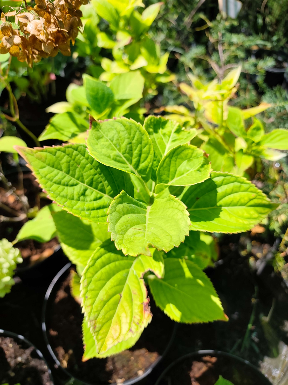 Hydrangea macrophylla