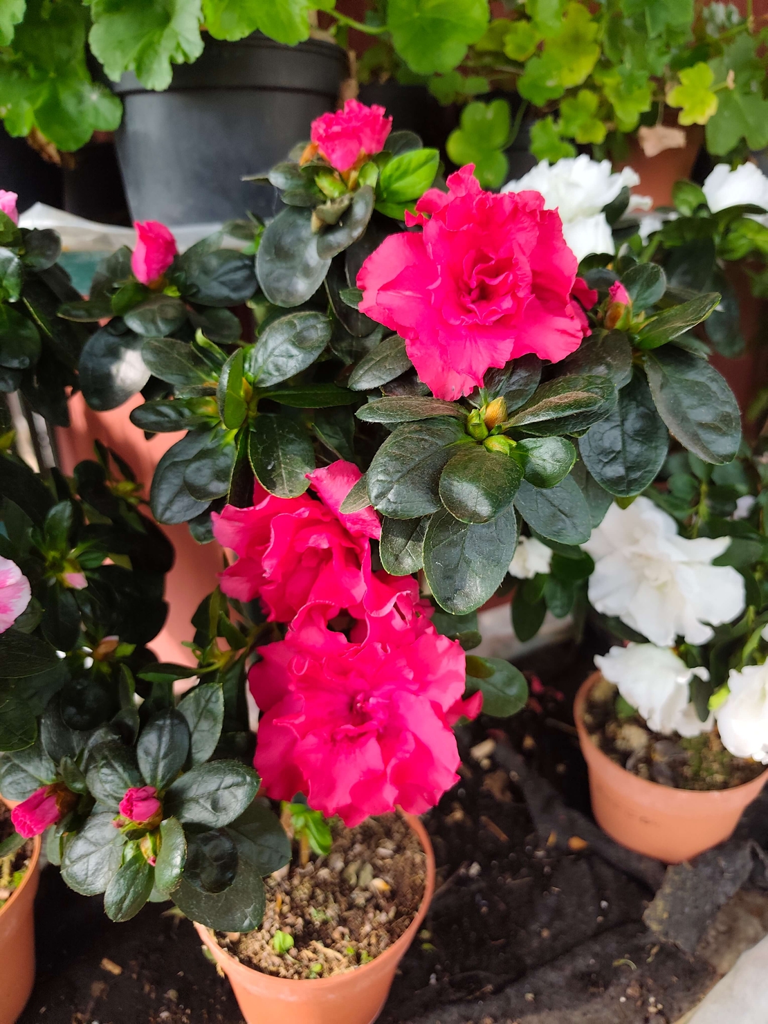 Rhododendron simsii – щамбова форма (Стайна азалия – мини дръвче)