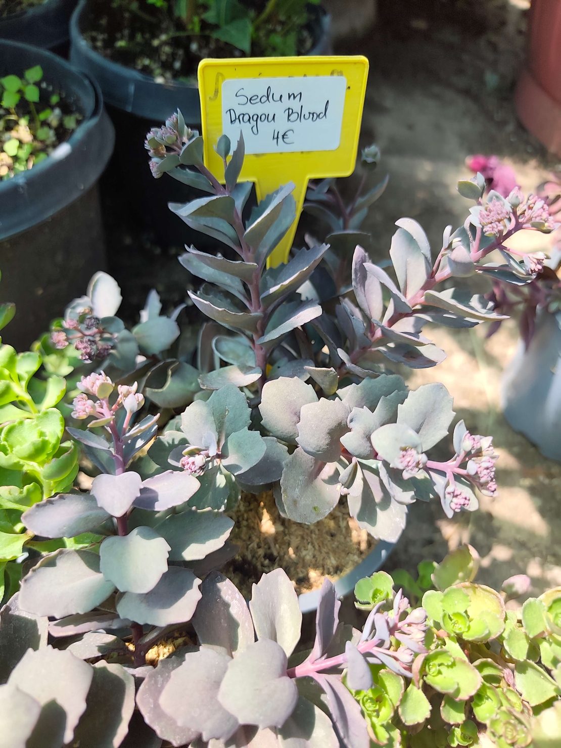 Sedum spurium 'Dragon's Blood'